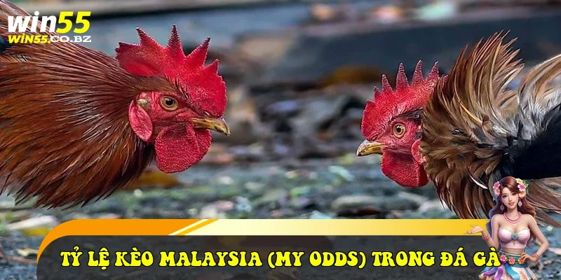 Tỷ lệ kèo Malaysia (MY Odds) trong đá gà