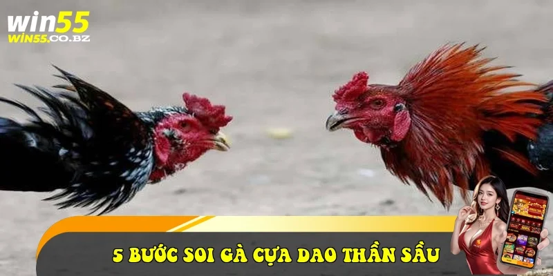 5 Bước soi gà cựa dao Thần sầu