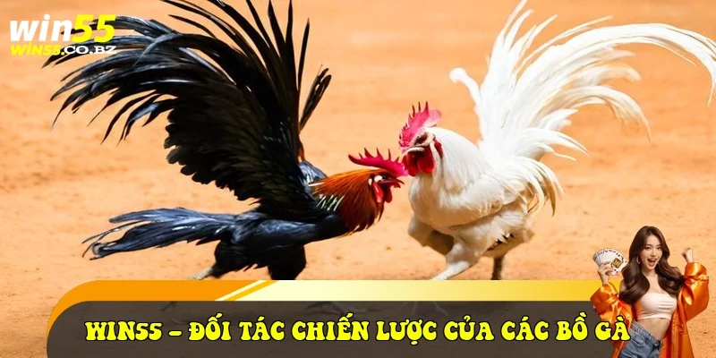 Win55 – Đối tác chiến lược của các bồ gà